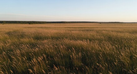 Obraz premium Expansive golden grassland under a clear blue sky, with distant trees lining the horizon at sunset