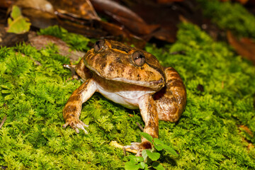 Kuhl's Creek Frog