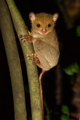Horsfield's or Western Tarsier of Borneo