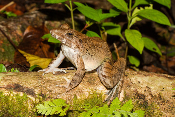 Giant River Frog