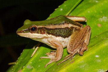 Green Paddy Frog
