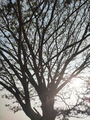 Backlight and silhouette of branches and leaves of Trembesi or Albizia saman or Samanea saman or Monkey pod tree with bright morning sunlight in the background.