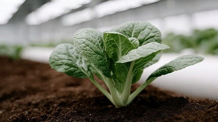 Close up of a young bok choy plant growing in dark soil within a greenhouse