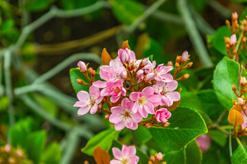 Inflorescences f an Indian hawthorn, close up

