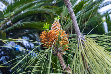 Two young pine cones on a coniferous tree, close up
