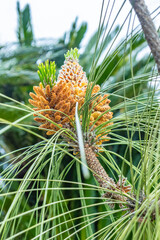 A bunch of young pine cones on a coniferous tree
