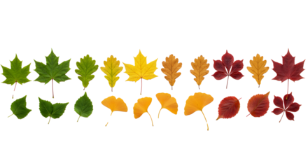 Vibrant autumn leaves showcase seasonal color change from green to red