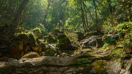 green forest with trees, rocks and moss © Erick