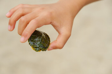 亀を持つ子供の手　ミシシッピアカミミガメ　外来種