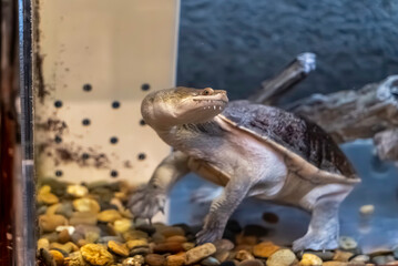 Chelodina siebenrocki
