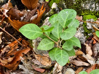 The tabat barito plant or Ficus deltoidea grows in the mountains of Kalimantan