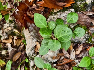 The tabat barito plant or Ficus deltoidea grows in the mountains of Kalimantan