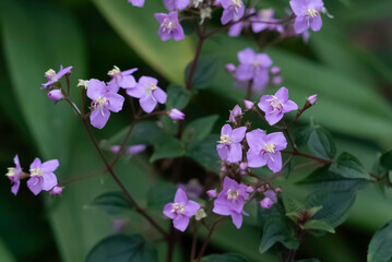 波志干木（ハシカンボク）