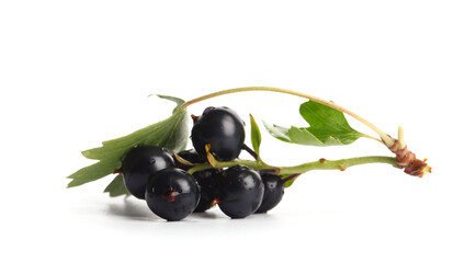 Fresh black currants on white background