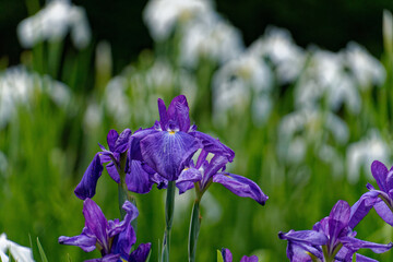 紫色の花菖蒲の花