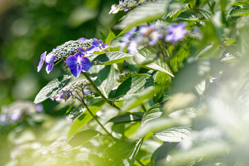 山に咲くガクアジサイの花