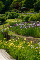 満開の菖蒲園