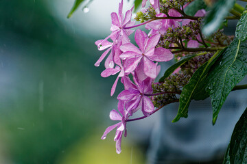 雨に濡れるピンクの紫陽花の花