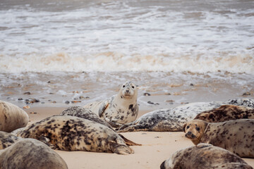 Group of seals on sandy shore
