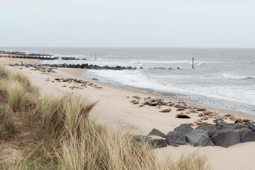 Seals resting along a sandy beach
