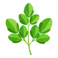 colorful illustration of a fenugreek leaves, isolated on white background