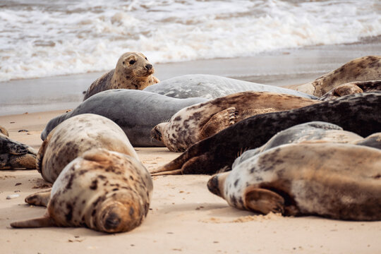Seals resting on sandy beach