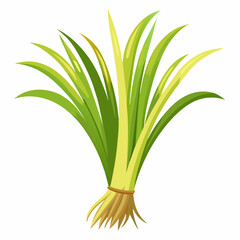 colorful illustration of a lemongrass, isolated on white background