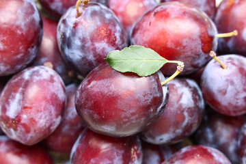 Texture of fresh ripe plums as background