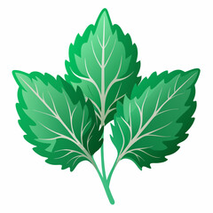 colorful illustration of a perilla leaves, isolated on white background