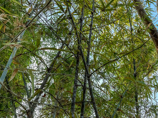 Bamboo plants with green leaves background 