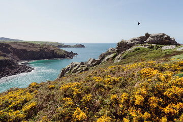 Cliffside view with yellow Gorse flowers