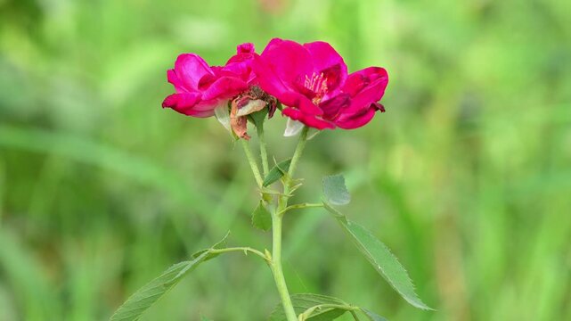 Rose Flower (Rosa spp.) Blooming in Garden &ndash; 120fps Slow Motion 4K Footage