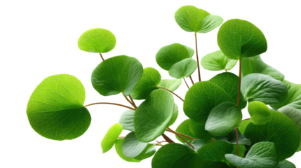 Green Plant Beauty: A captivating botanical portrait, highlighting the fresh, vibrant, and natural charm of a verdant houseplant, perfectly capturing the delicate grace of its foliage.