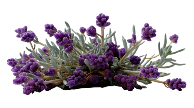 Lavender Bush's Botanical Grace: A close-up botanical study presents a lush lavender bush in full bloom. The image exudes a sense of peace, tranquility, and natural beauty.