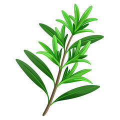 colorful illustration of a tarragon, isolated on white background