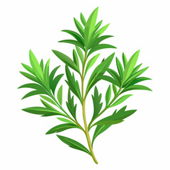 Obraz premium colorful illustration of a tarragon, isolated on white background