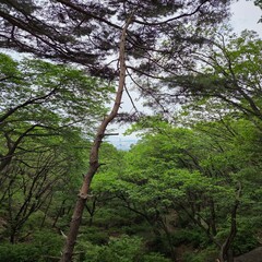 trees in the forest