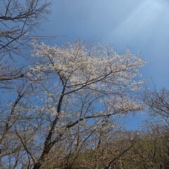 tree and sky