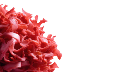 Pink Ginger Blossom: A close-up shot showcases the intricate details of a vibrant pink ginger flower, symbolizing beauty, delicacy, and the exquisite wonders of the natural world.