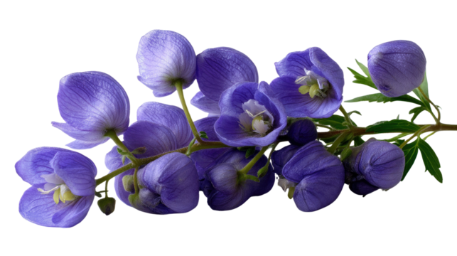 Violet Blossom Whispers: Delicate violet blossoms unfurl in a captivating display of nature's artistry, showcasing vibrant hues and intricate petals.