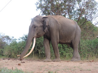 Amazing Elephants in Kaudulla National Park, Sri Lanka