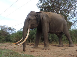 Amazing Elephants in Kaudulla National Park, Sri Lanka