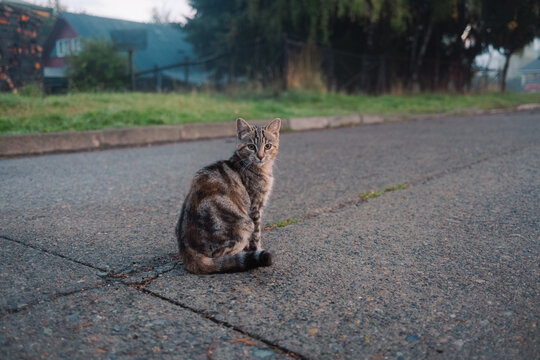 Young female cat sitting on street