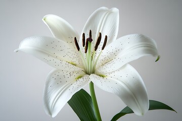 A beautiful white lily blooming on a white background
