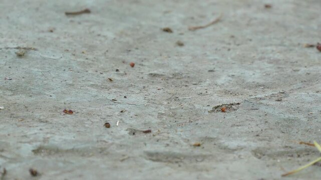Indian Palm Squirrel Eating on ground (Funambulus palmarum) &ndash; 120fps Slow Motion 4K Footage