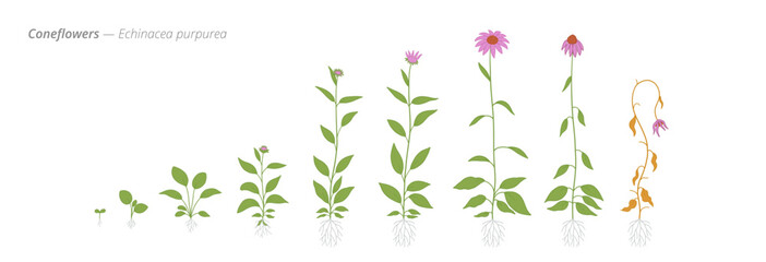 Growth stages of coneflowers from seed to harvest