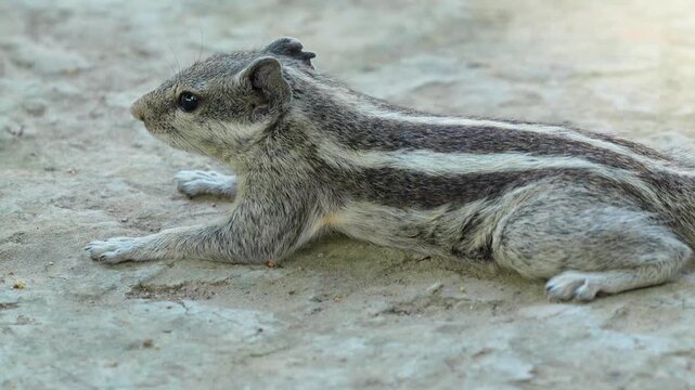 Indian Palm Squirrel Eating on ground (Funambulus palmarum) &ndash; 120fps Slow Motion 4K Footage