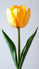 First blooming yellow tulip, complete with strong stems and leaves, white background.
