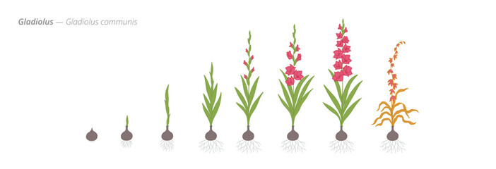 Growth stages of gladiolus from seed to harvest