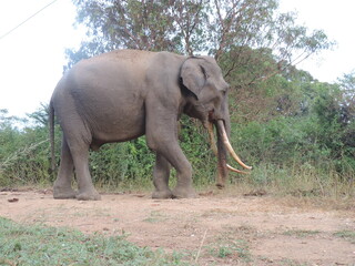 Amazing Elephants in Kaudulla National Park, Sri Lanka
